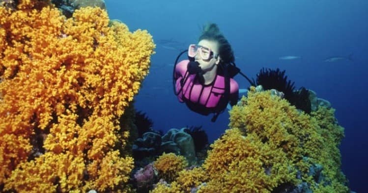 Discover SCUBA Diving | Scuba in Avalon, California