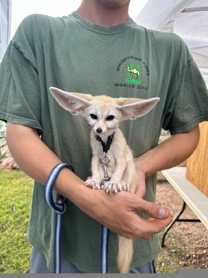 Handheld fennec fox encounter at outdoor petting zoo on farm