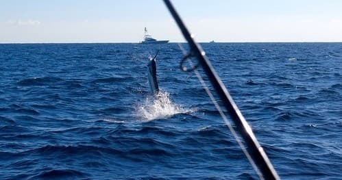 Offshore sportfishing fight with tuna breaching near rod tip