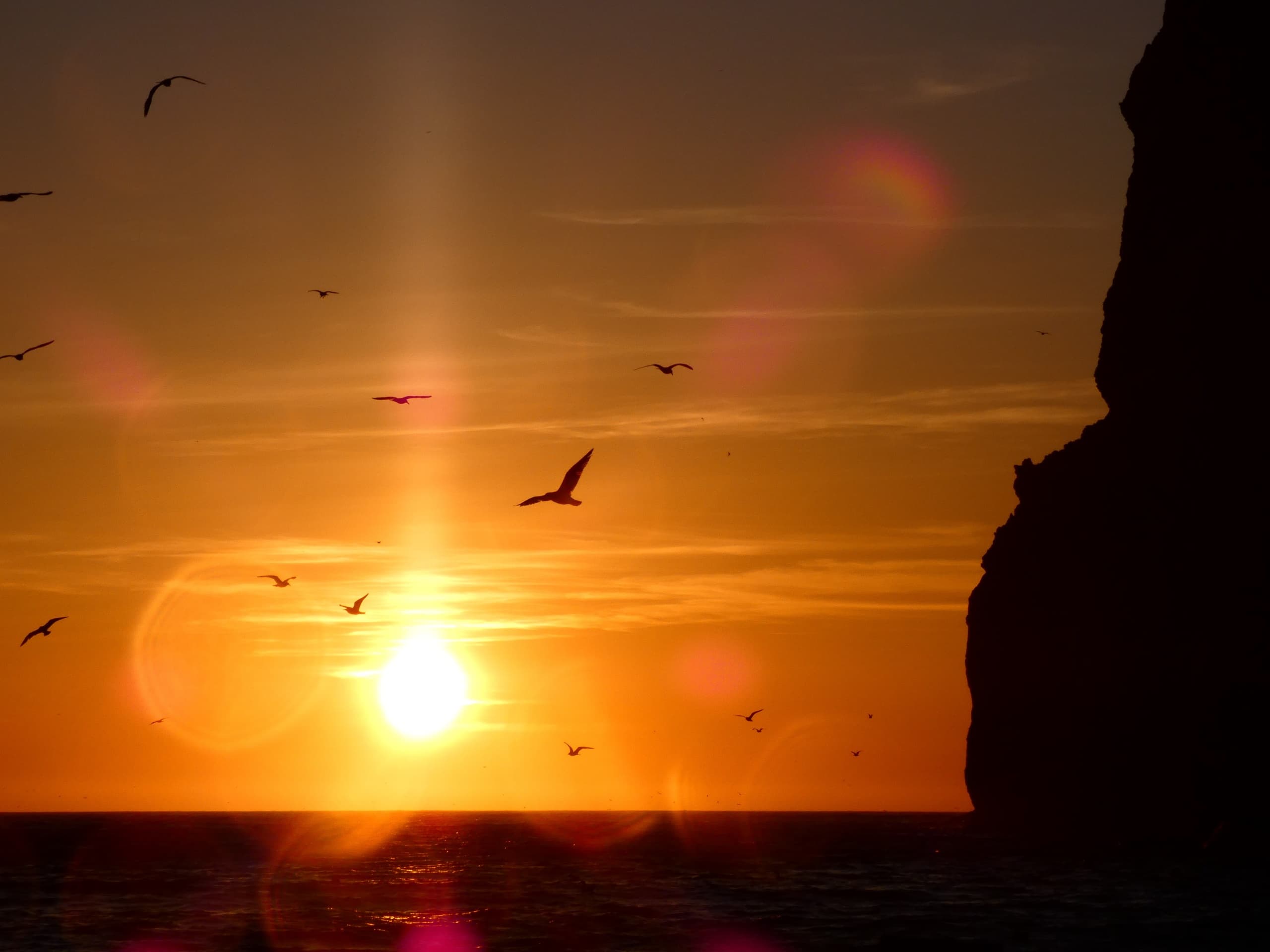 Sunset over ocean with seabirds and cliff for sunset cruises