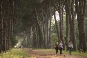 Private Picnic in Pisa’s Parco di San Rossore: Coastal Tuscan Tastes & Quiet Pines photo 1
