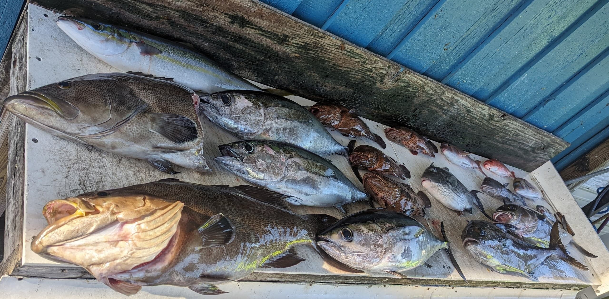 Full-Day Offshore Fishing: 10-Hour Charter from Murrells Inlet photo 3