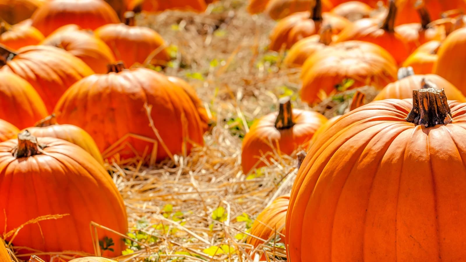 Autumn Family Rail Ride at Diesel Pumpkin Train