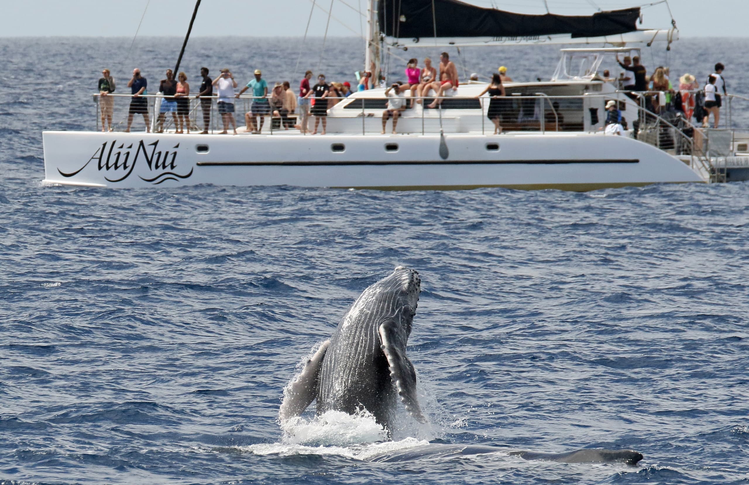 Luxury Catamaran Whale Watch from Maalaea Harbor — Maui Humpback Cruises photo 2