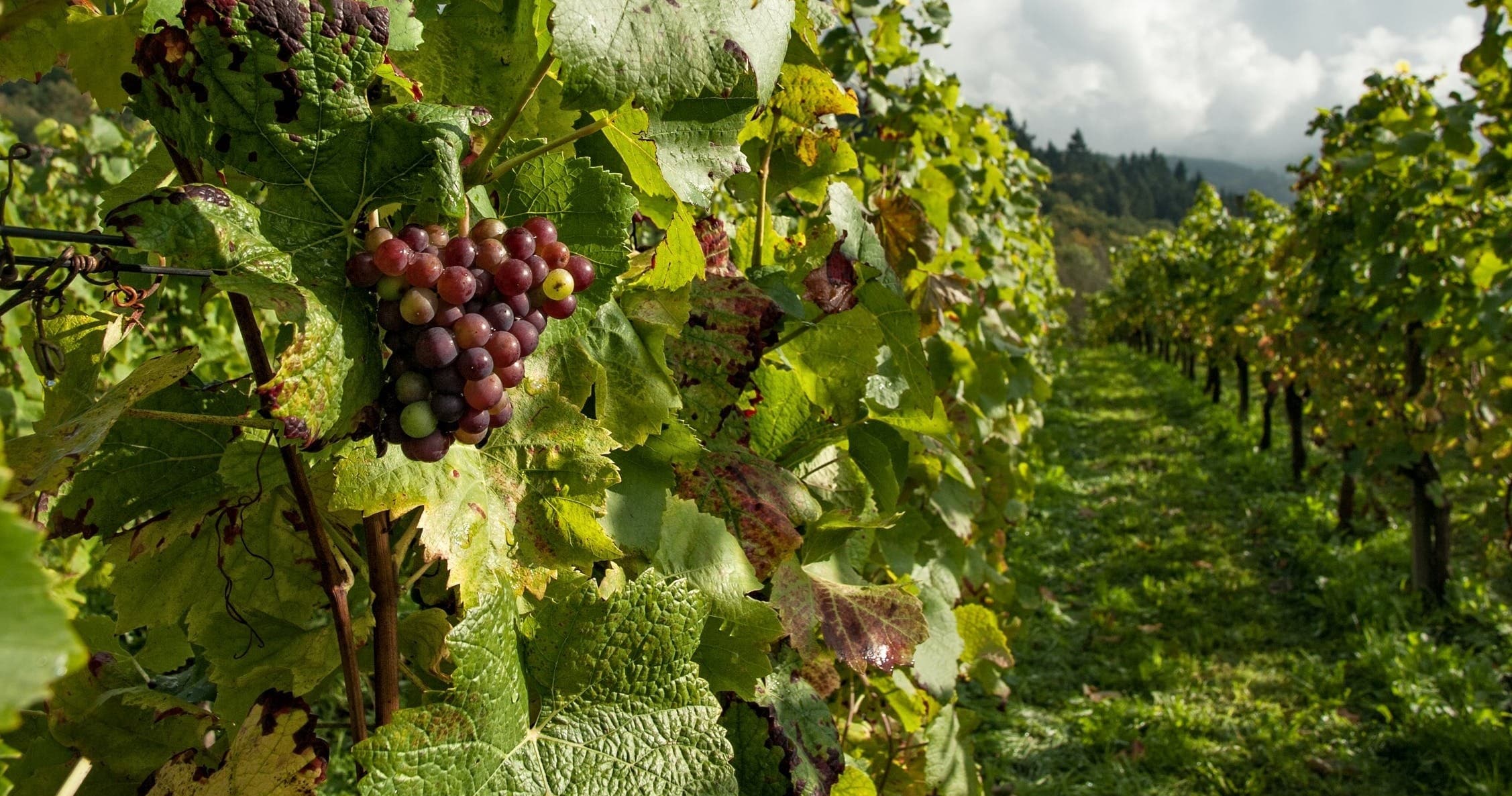 Close-up grape clusters on vine in winery vineyard, harvesting vibe