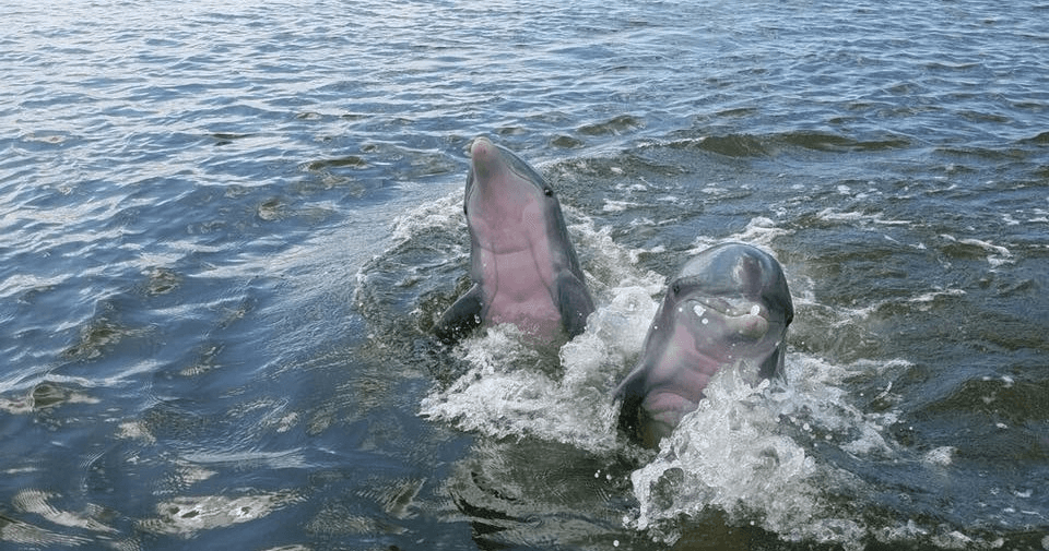 Up-Close Dolphin Encounters on Savannah’s Two Hour Dolphin Tour