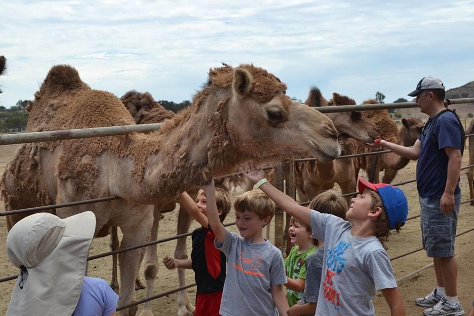 Children feeding friendly camels at outdoor farm pen