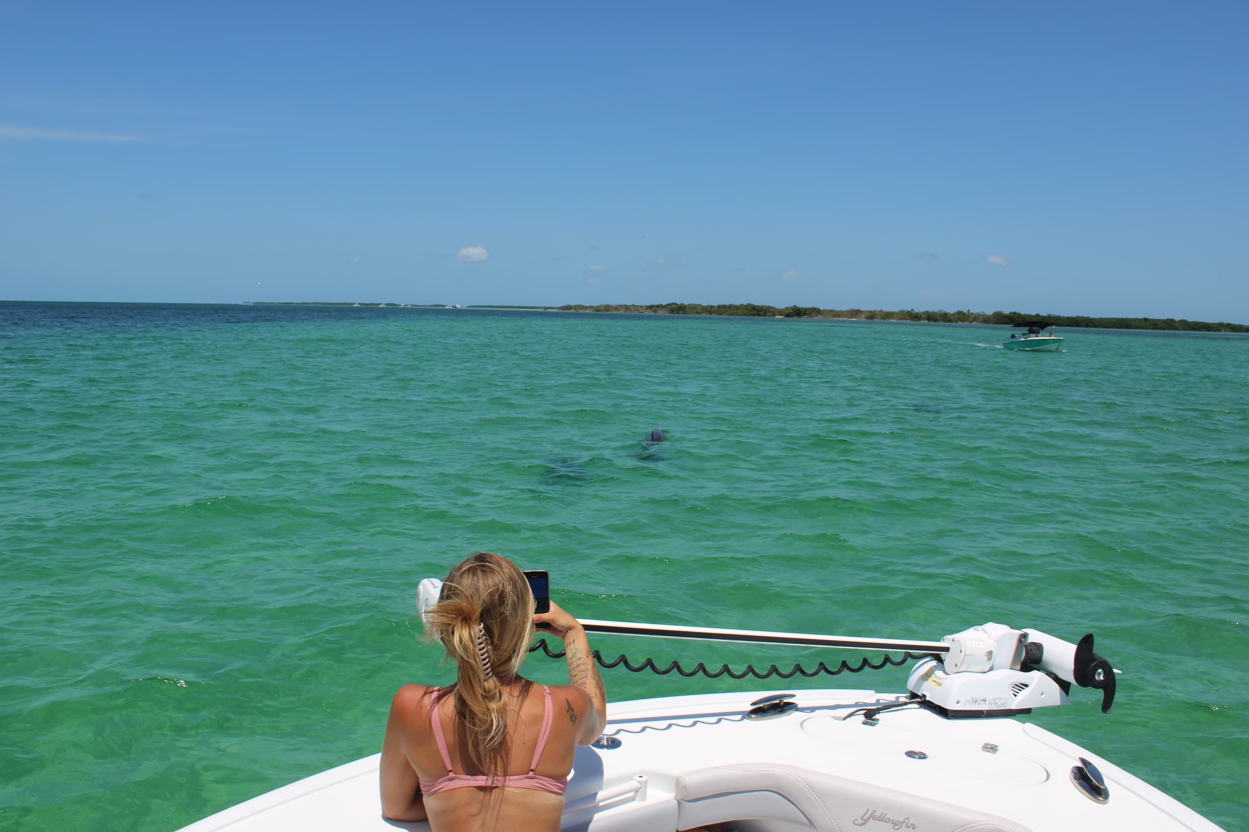 Dolphin Watching with Low Key Boat Tours in Bossier City