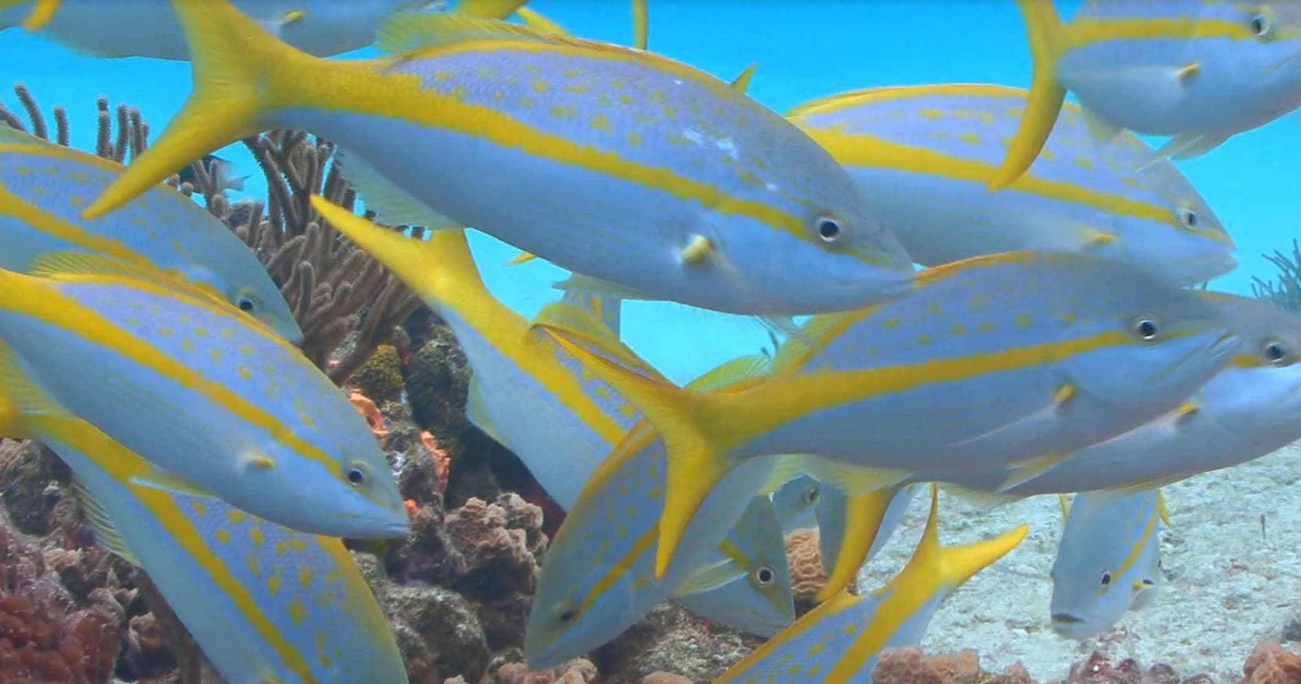School of tropical reef fish over coral in clear Caribbean waters