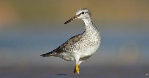 Wading shorebird standing on sandy coastal shoreline at dusk