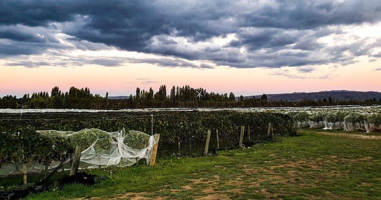 Vineyard harvest rows with protective netting under stormy sky