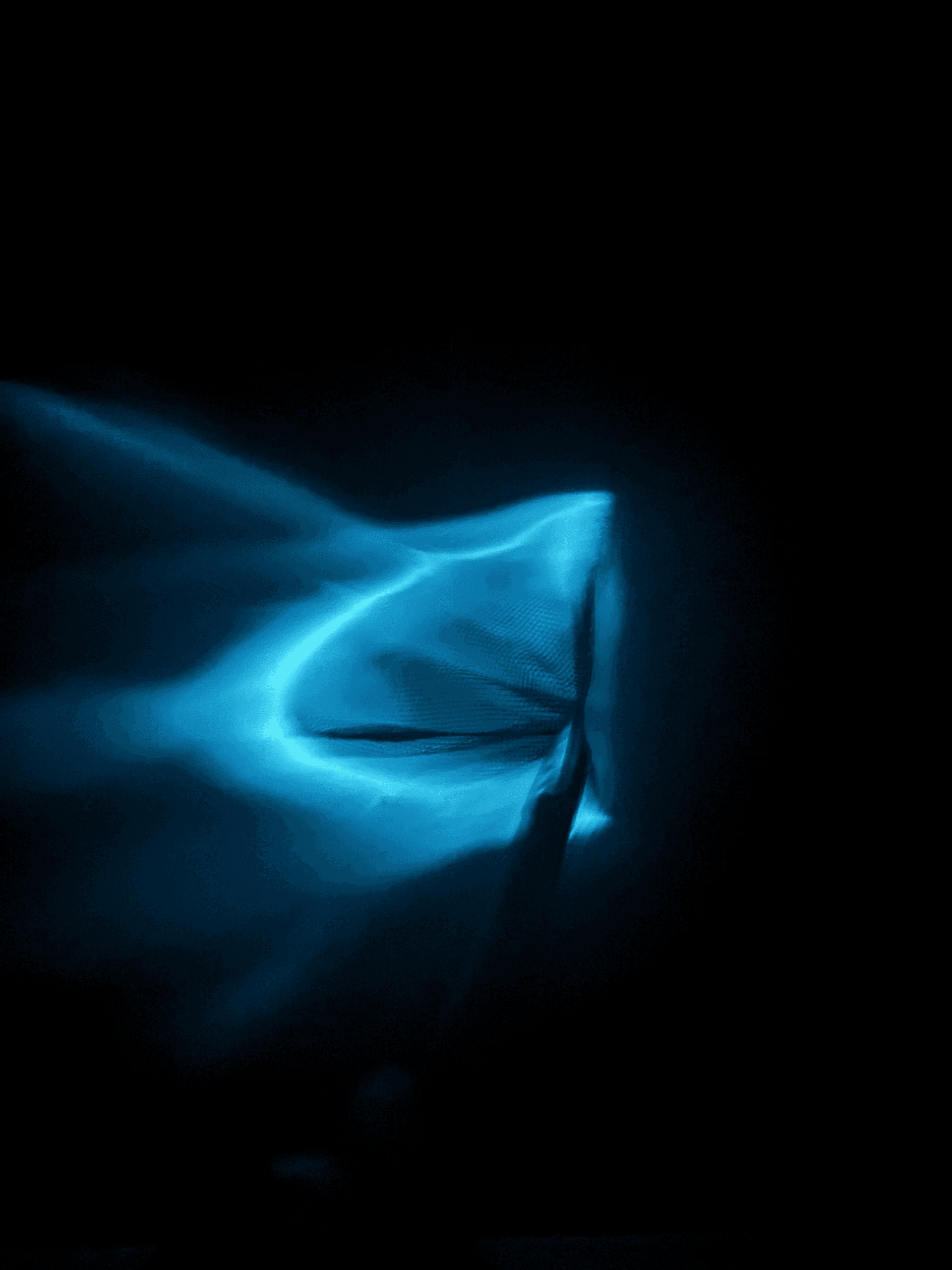 Moonlit Magic: Bioluminescence Eco Tour on Florida’s Indian River Lagoon photo 3