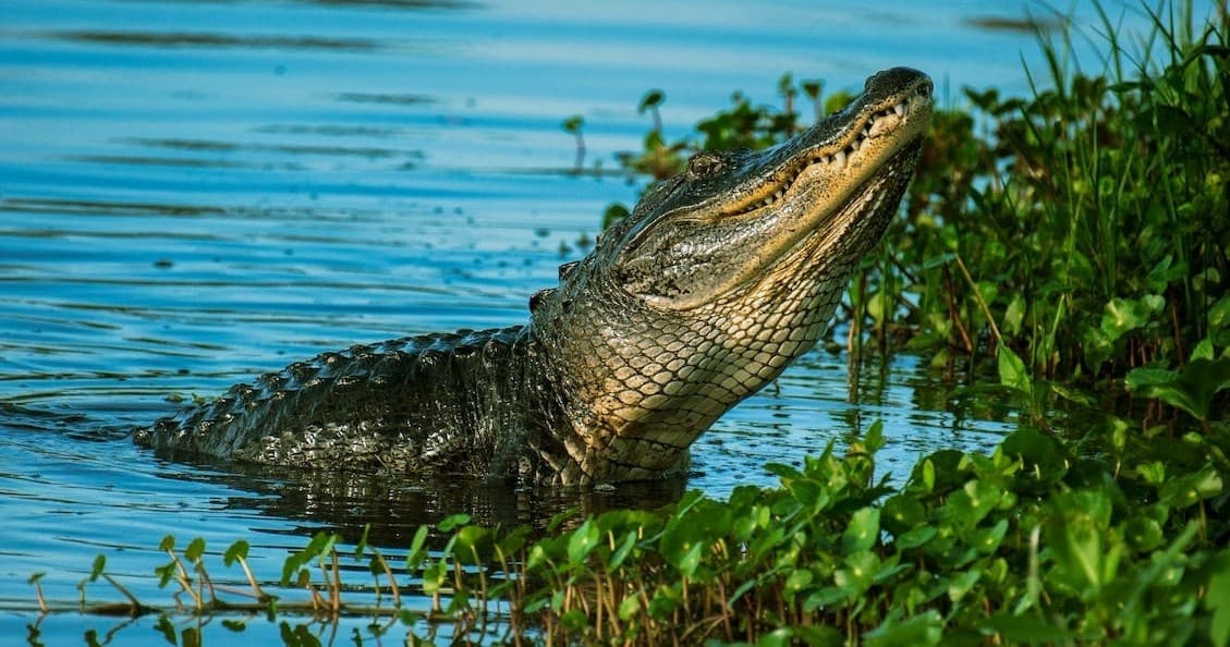 Everglades Airboat Tour with Magic City Adventures in Miami