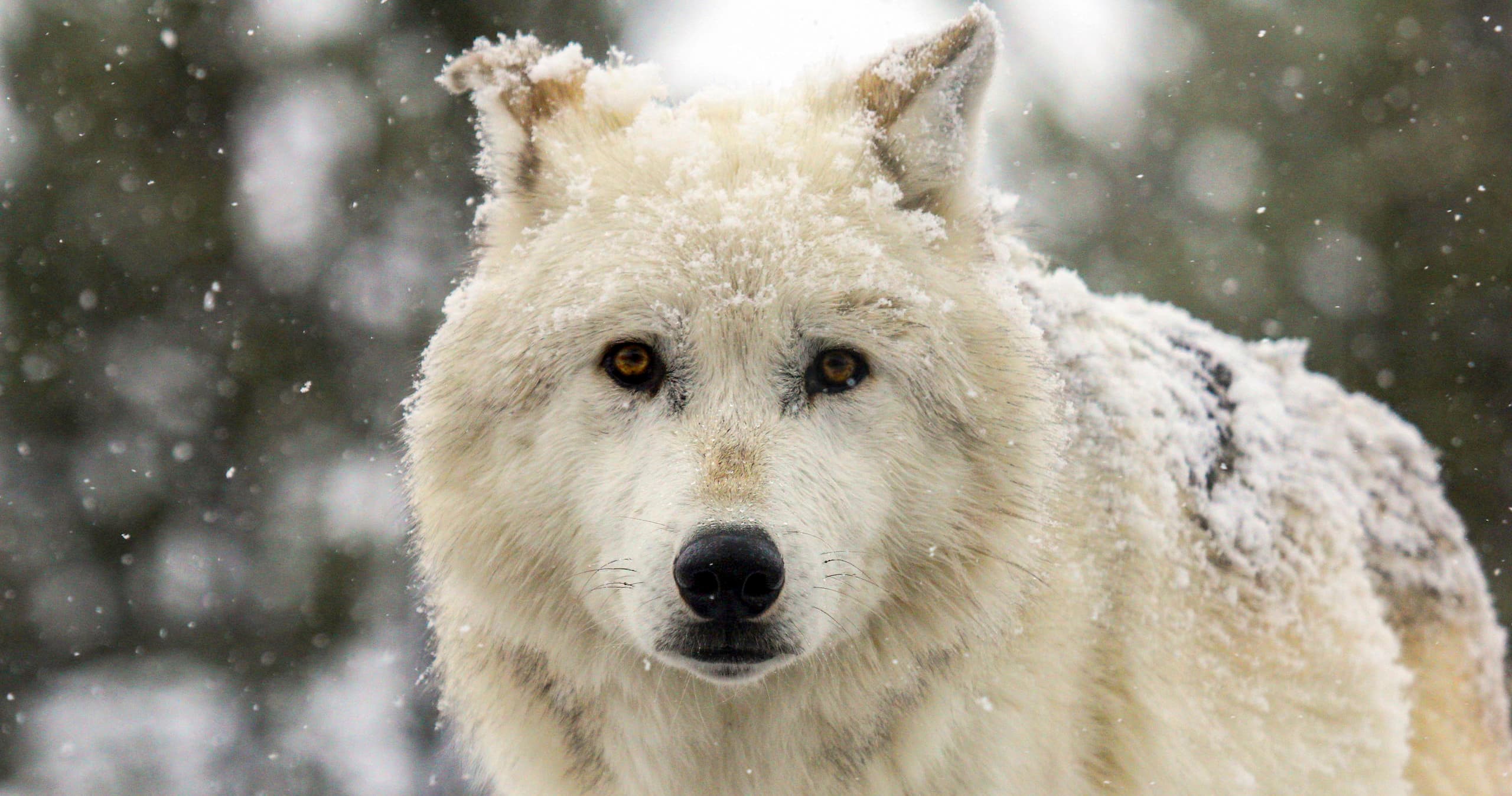 Yellowstone Winter Wolf Tour with Yellowstone Dreamin Adventures