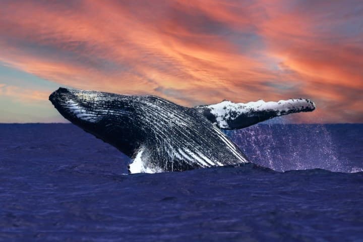 Waikiki Sunset Whale Watching: Humpback Cruises Dec 15–Apr 15