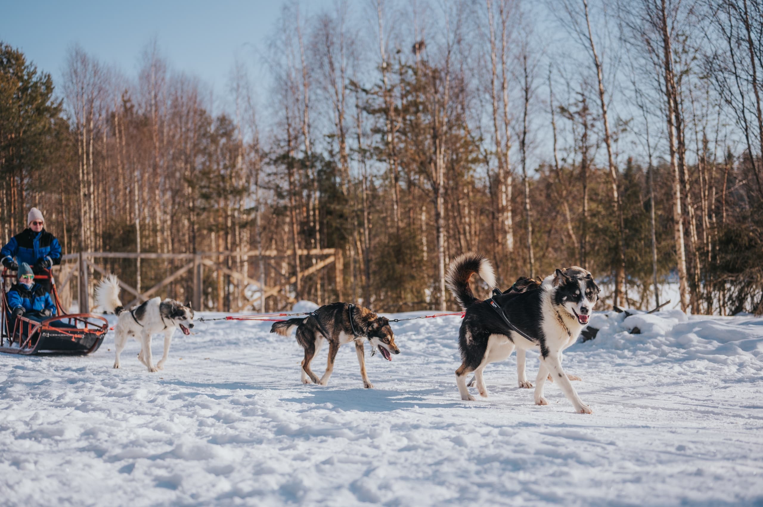 Trail of Tails: Step into the Mushing Life | Winter Activities in Rovaniemi | 