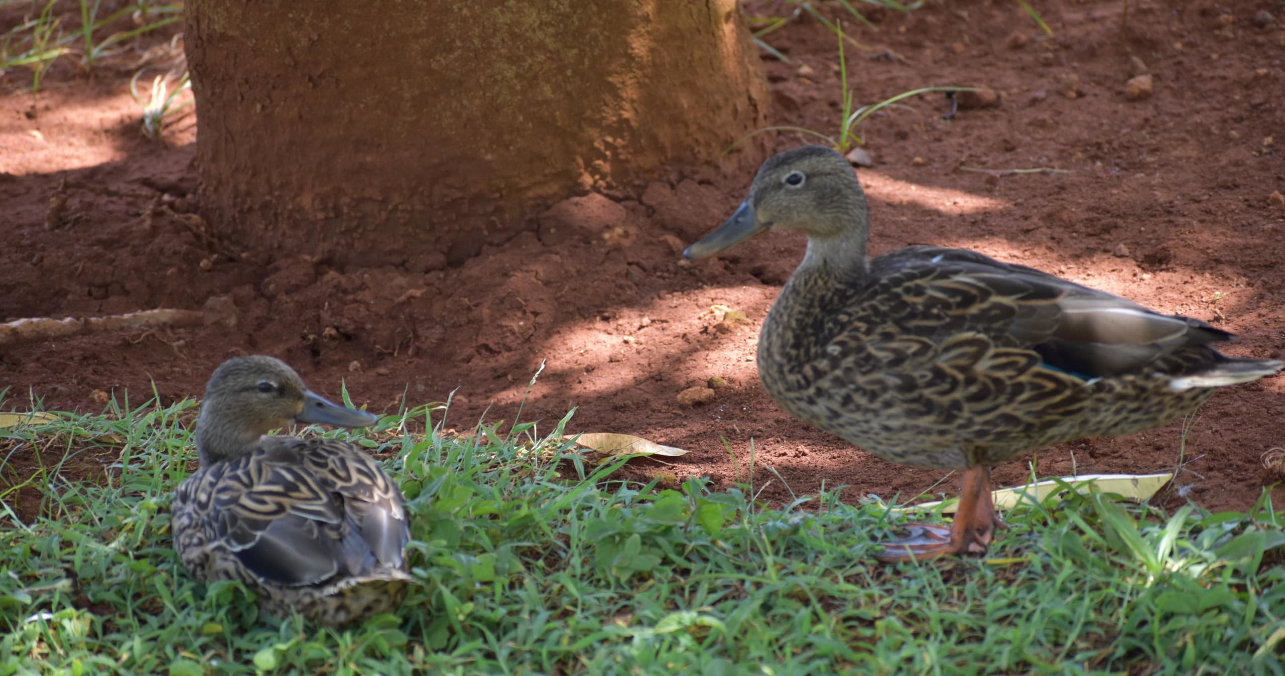 Birding and Nature Tours in Lihue, Hawaii