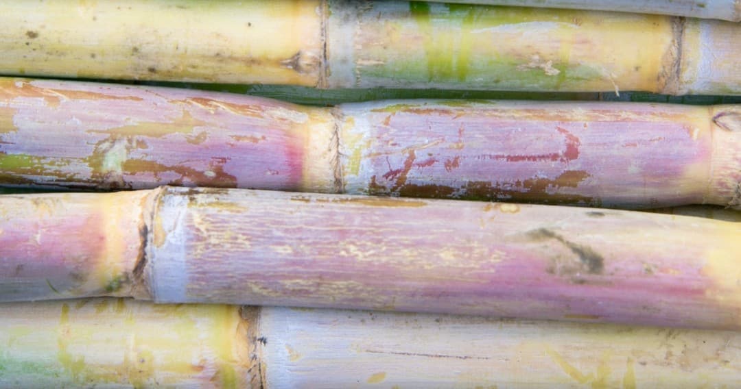 Sugarcane Farm Tour in Funchal by Farm Experiences & Tours