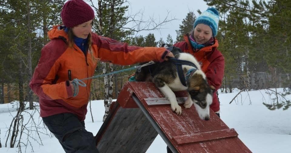 Dog-Friendly Land Adventure at Hetta Huskies