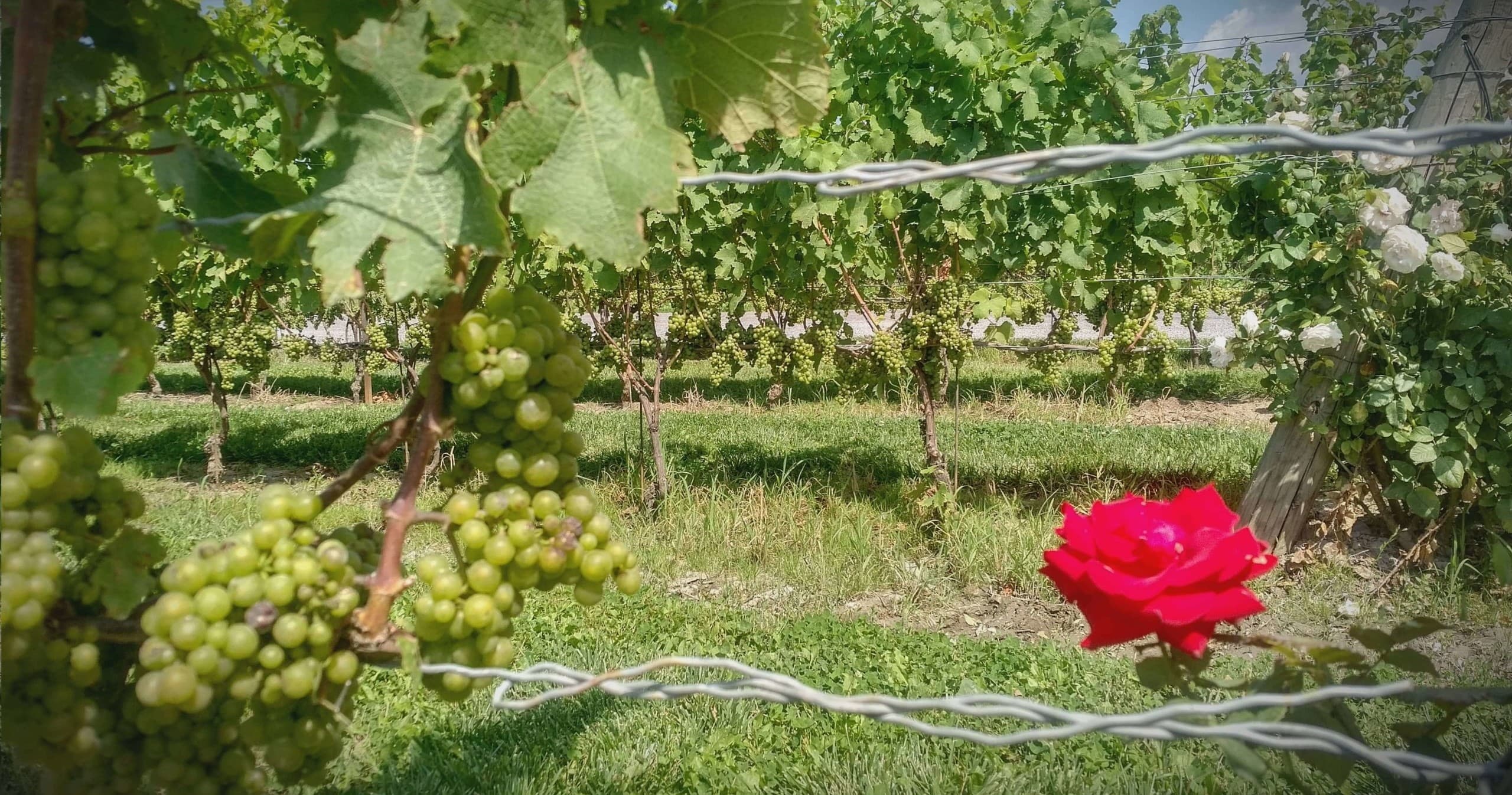 Discover Niagara's Premier Full Day Wine Tour with Lunch and Dinner Experience