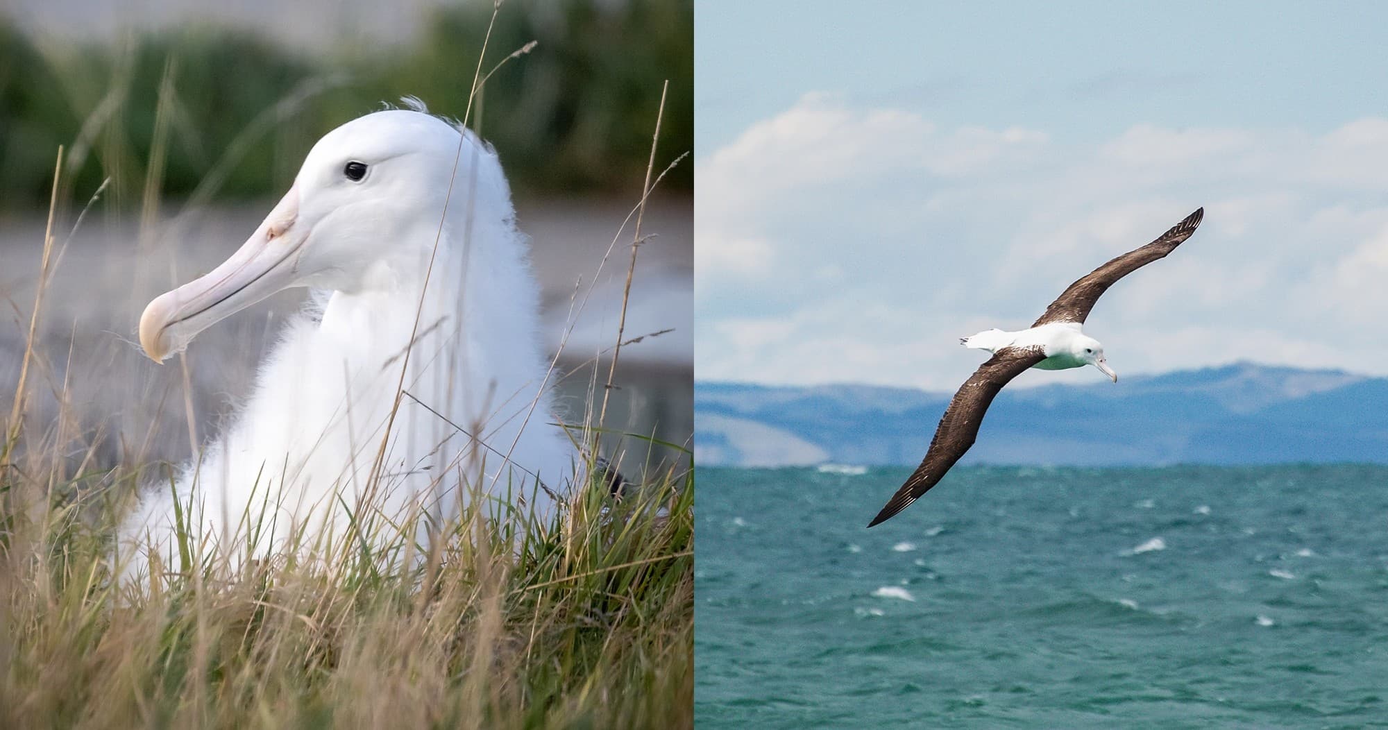 Wildlife Tours Otago Peninsula Royal Albatross & Cruise