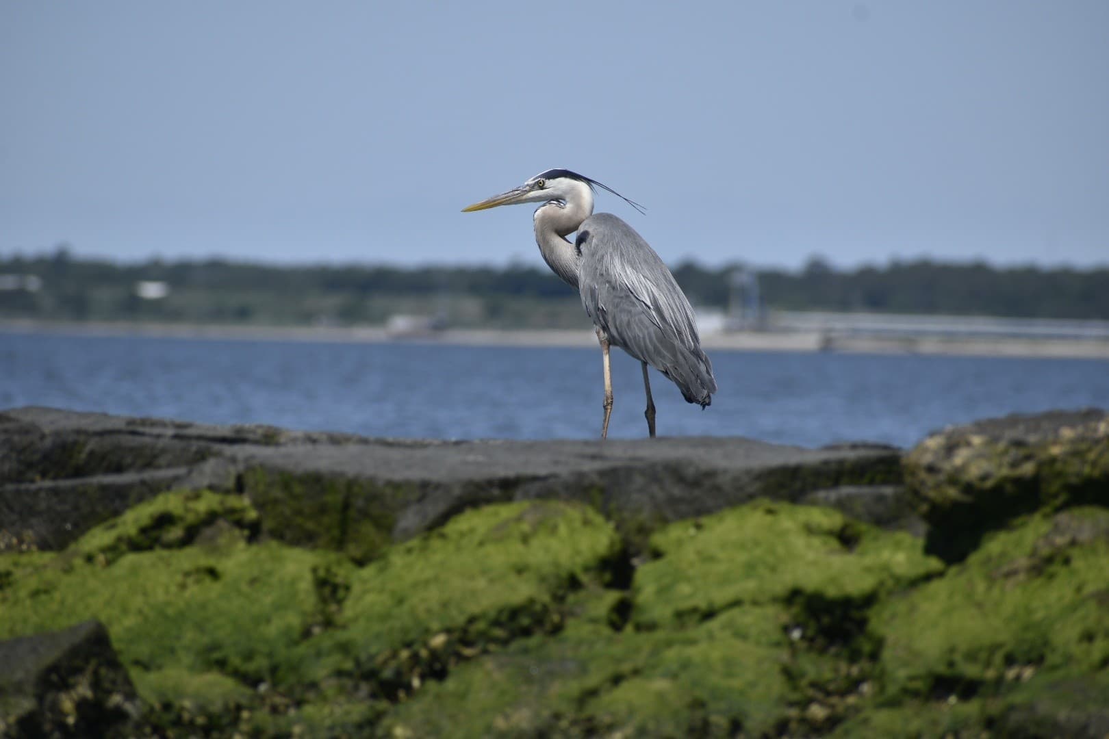 Paddle Pleasure Island: Cape Fear River Kayak from Fort Fisher to Carolina Beach State Park