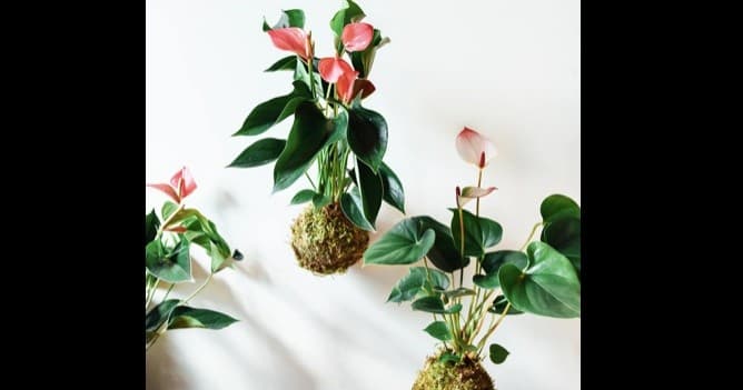 Make Your Own Kokedama: Hands-On Moss Ball Workshop in Winter Park, FL