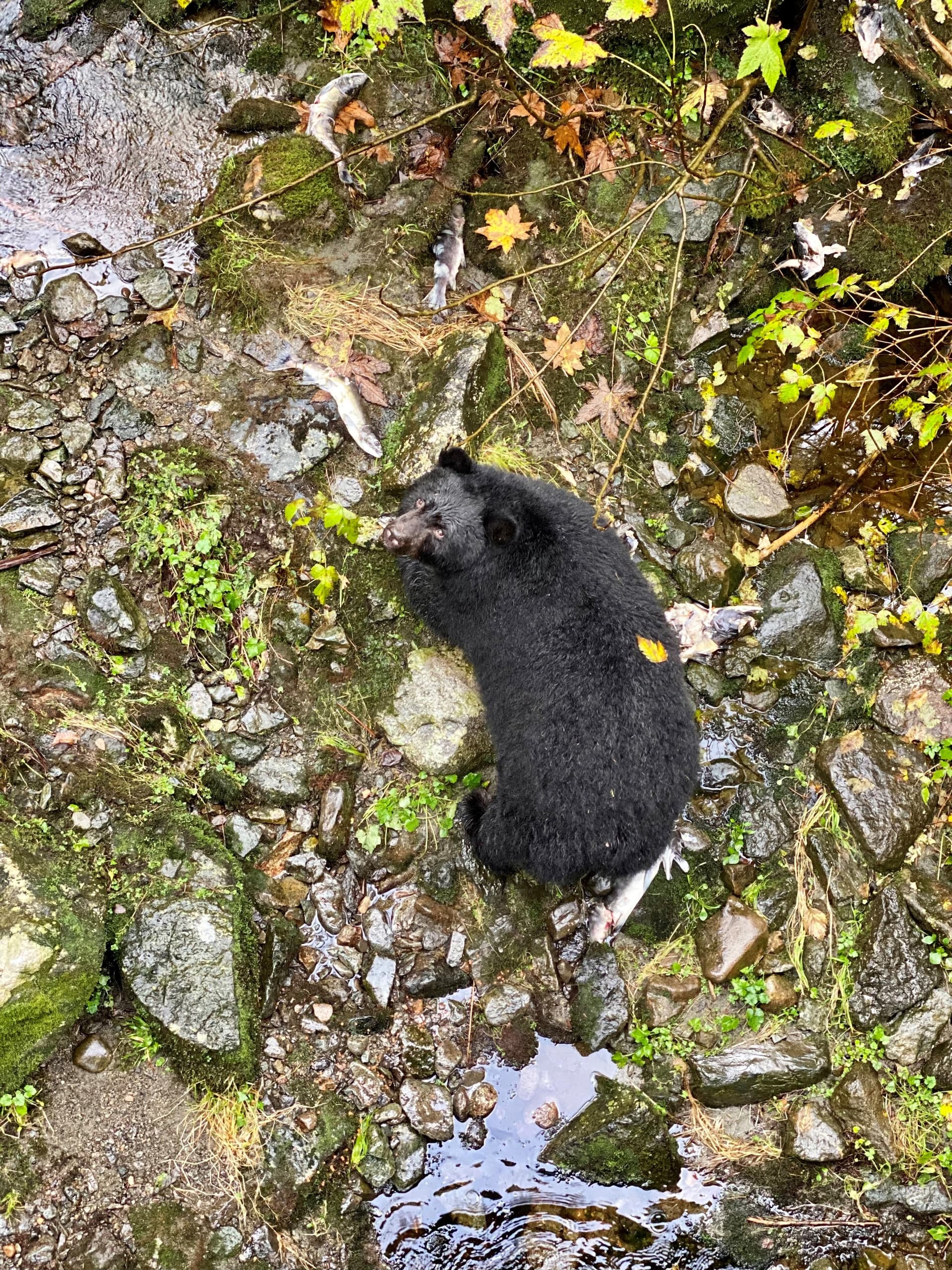 Black Bear Viewing Tour with Kawanti Adventures in Ketchikan