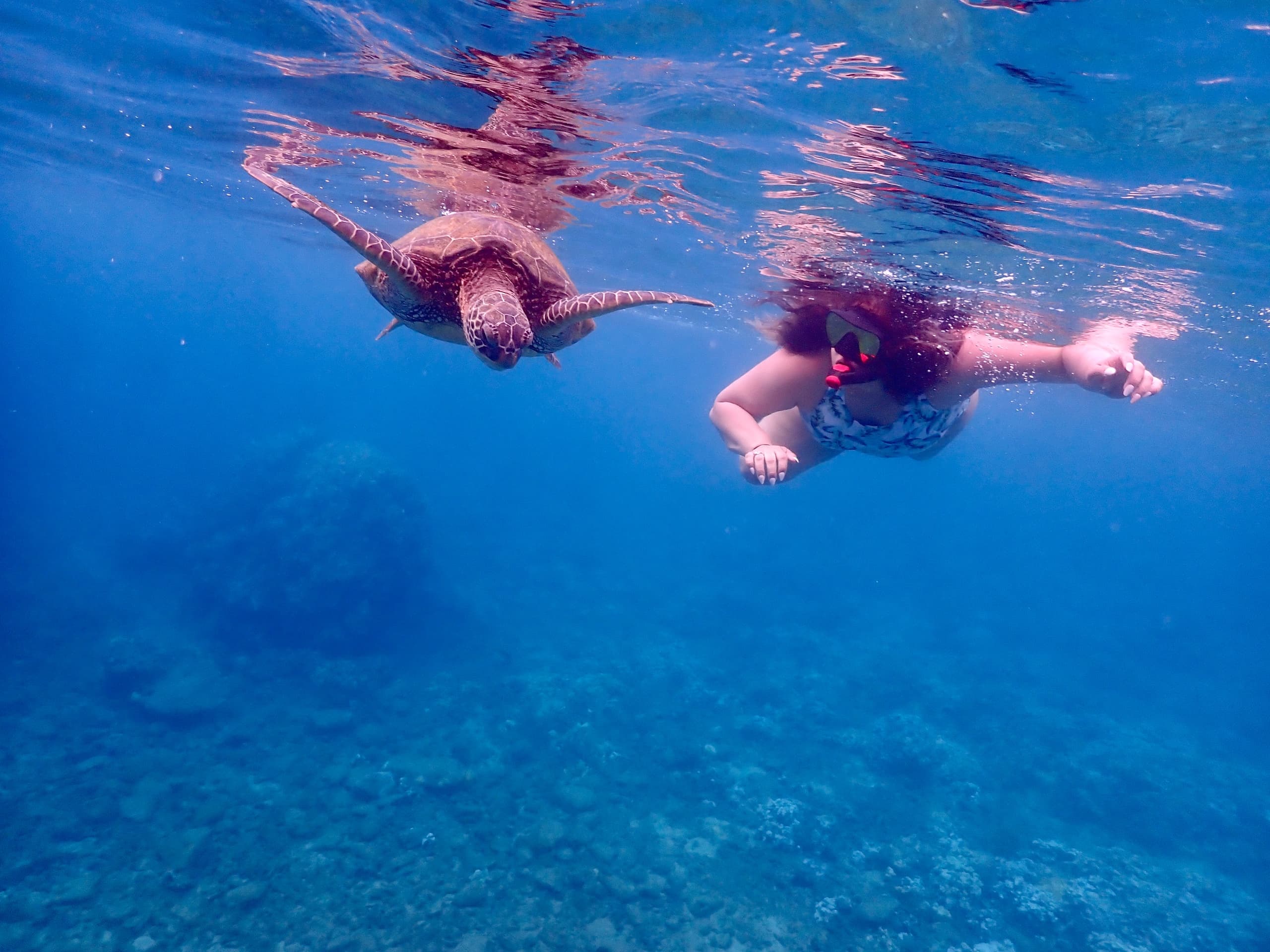 Snorkel with Turtles and Free Underwater Photos - Turtle Town | Photography Tour in Lahaina, Hawaii