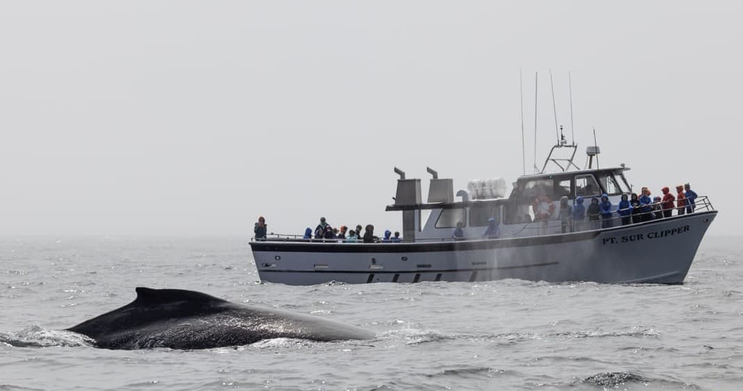 Private Charter Adventure in Monterey Bay, California