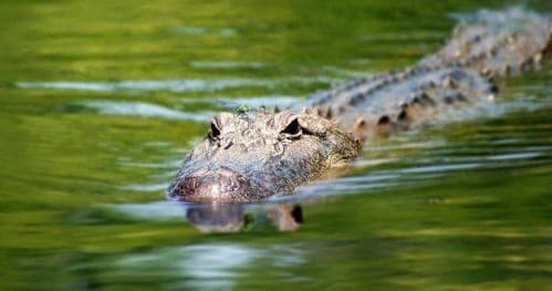 Swamp Tour with Cajun Pride Swamp Tours in LaPlace, Louisiana