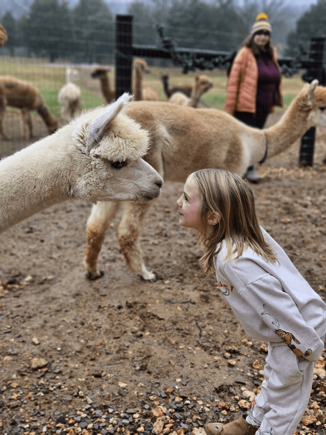 Alpaca Encounters at Rolling Oak Alpaca Ranch in Makanda