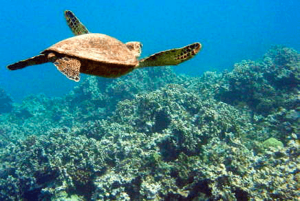 Discover Kihei’s Best Beach Snorkeling Experience