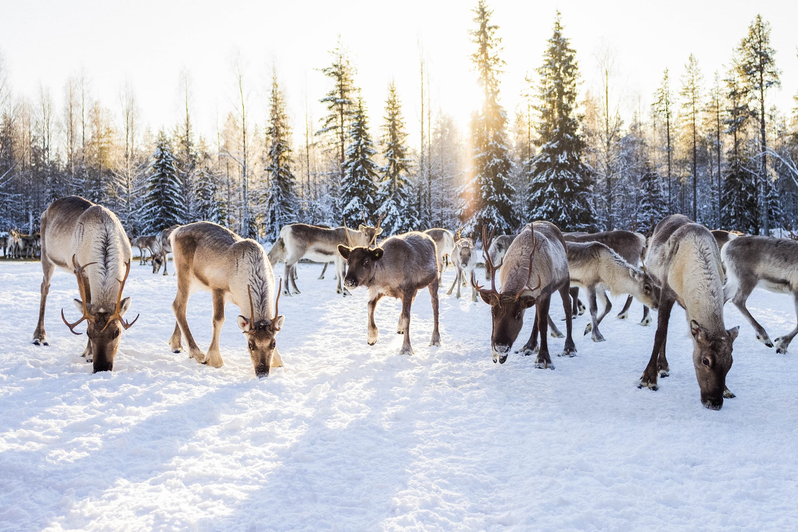 Meet the Reindeer: A Two-Hour Farm Visit Near Syöte