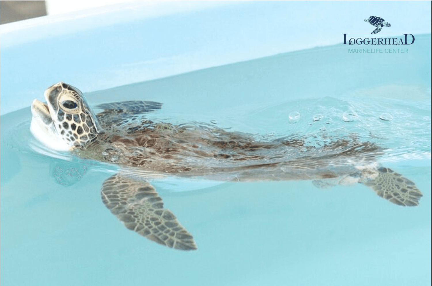 Explore Florida's Wildlife on the WILD in the Palm Beaches Tour