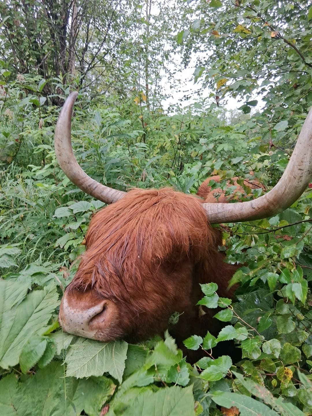 Walk the Boreal Woods with Grazing Cows: Morning Wilderness Adventure in Trapper Creek, Alaska