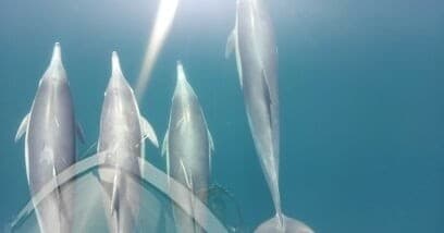 12 Pack Bareboat Charter: Private Dolphin Cruise in Marina del Rey