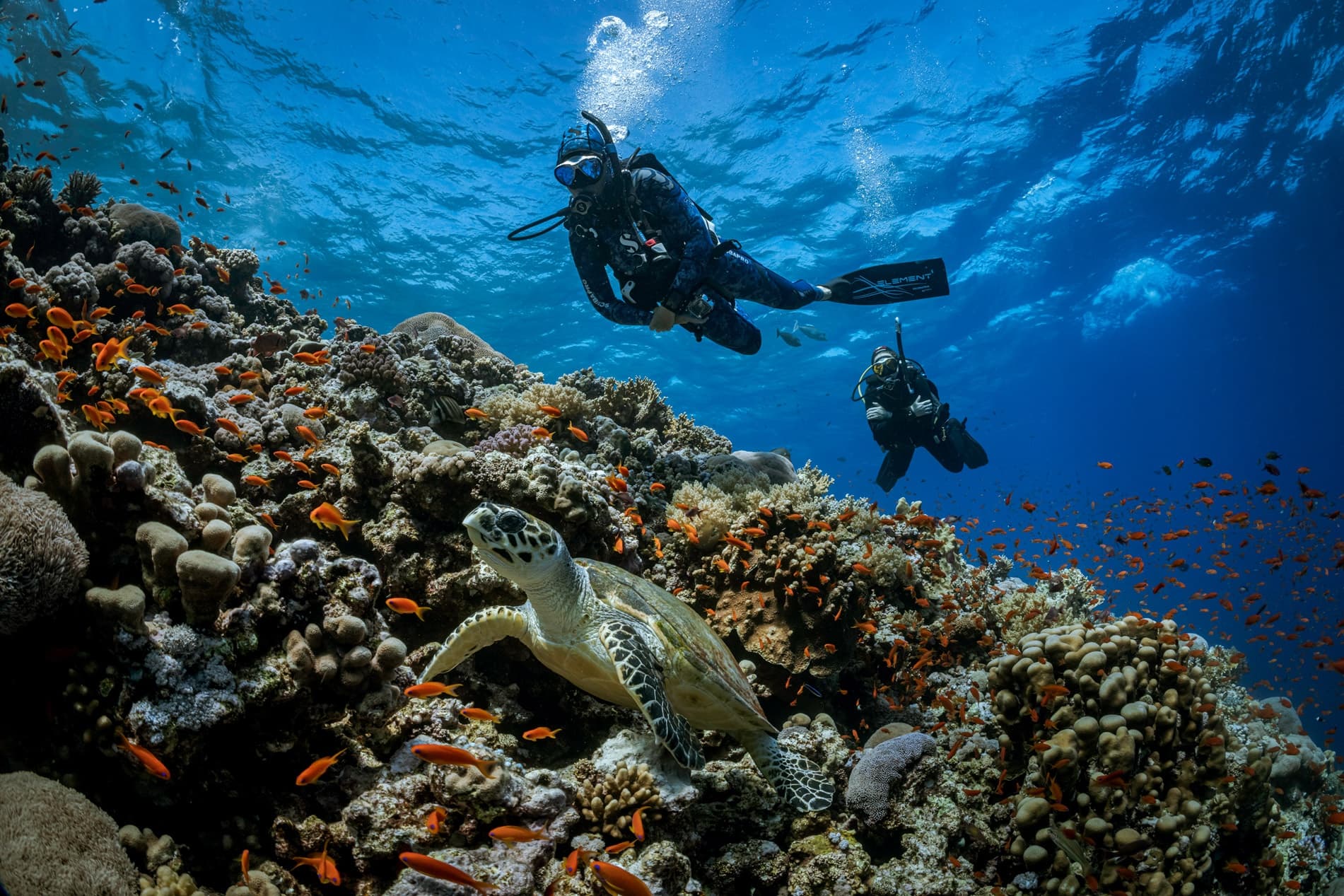 Advanced Double Dive off Batemans Bay: Two Guided Dives with Sharks and Reef Life