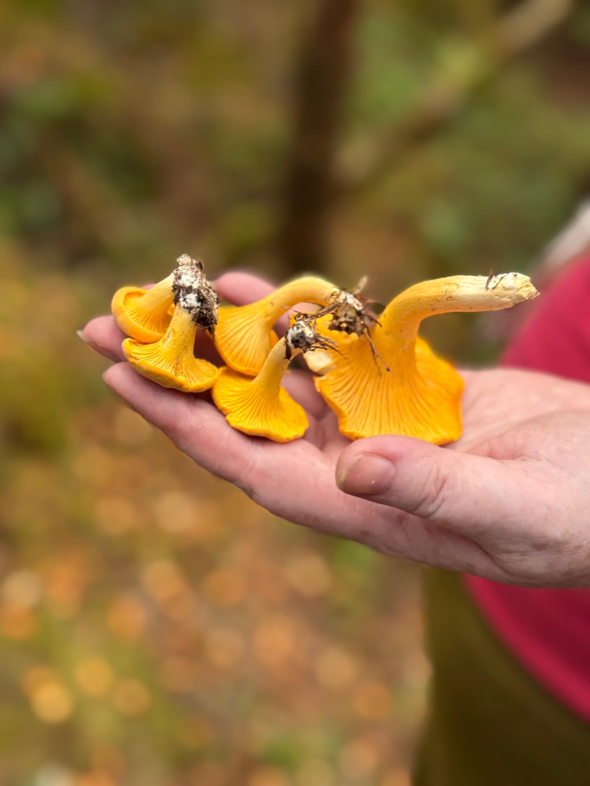 Foraging the Wild Atlantic Way: Seasonal Foraging Events in Donegal photo 2