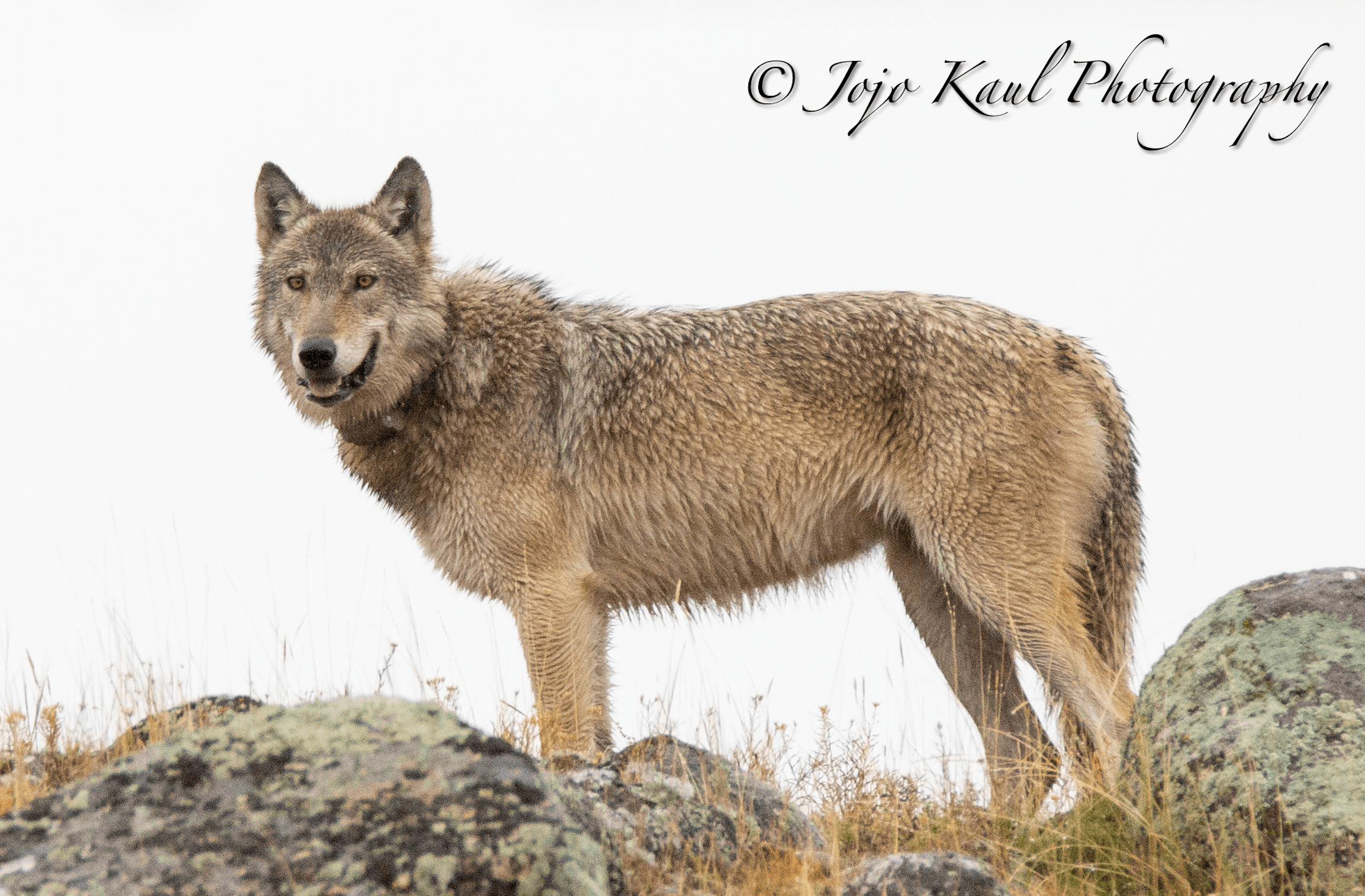 Yellowstone Fall Photography Tours: Wolves, Elk, and Autumn Color