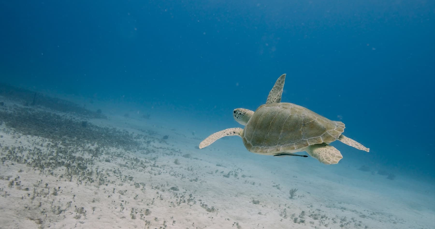 Two-Tank Reef Adventures: Ocean Dive Playa del Carmen on the Mesoamerican Reef photo 2