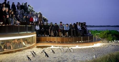 Crowds watching little penguins at Phillip Island penguin parade
