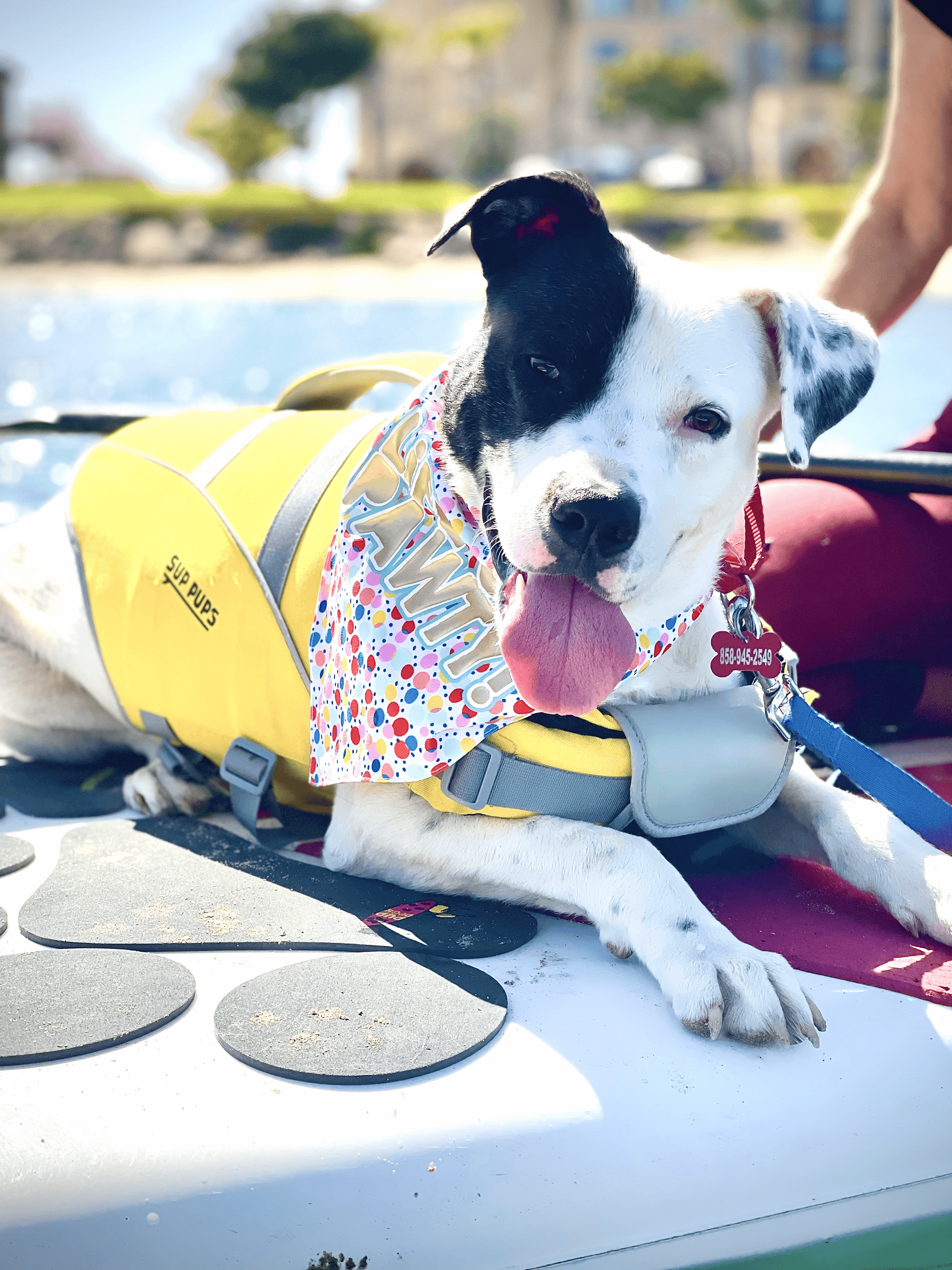 Water Activities & Rescue Pups at SUP Pups