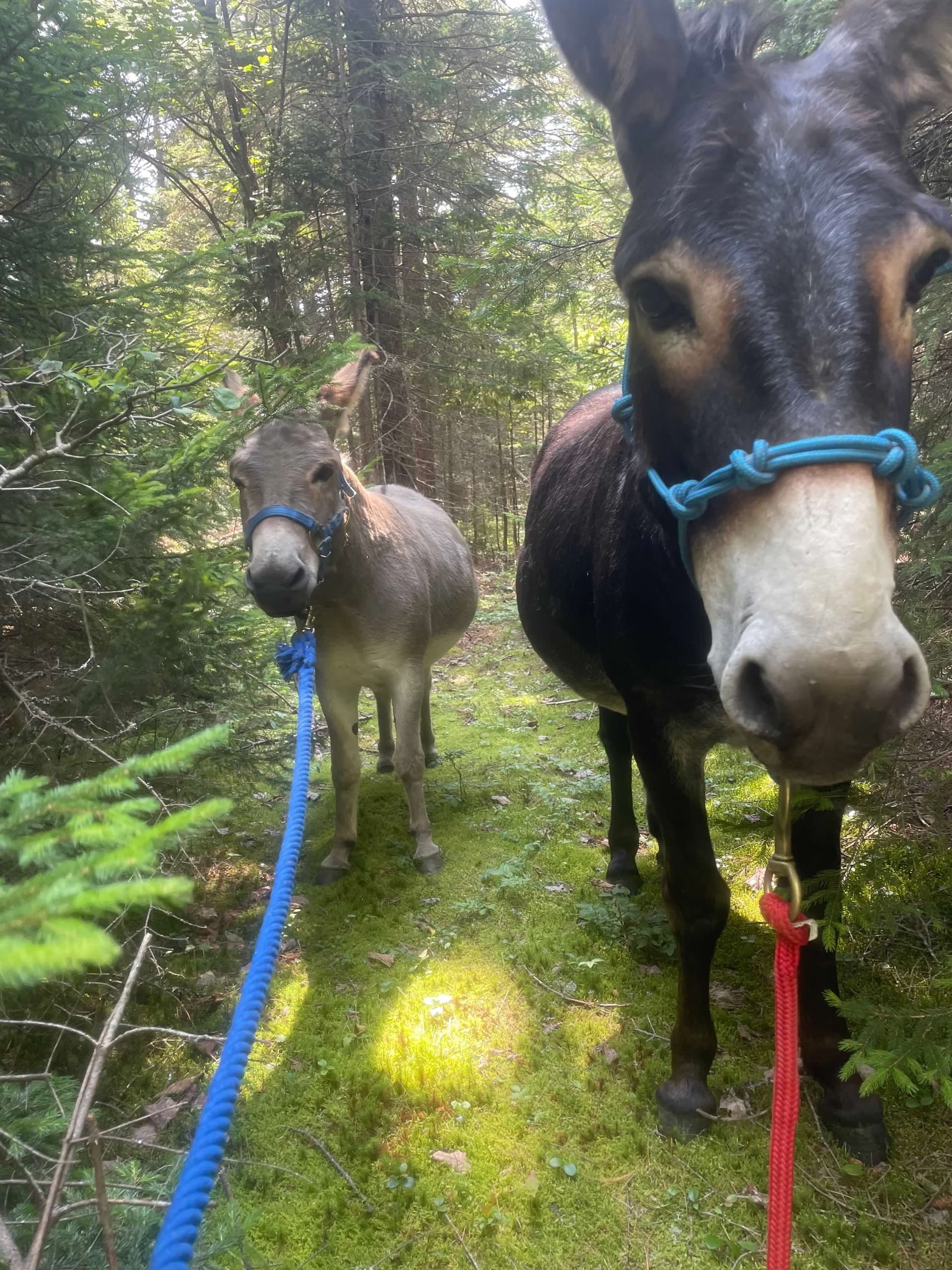 Donkey Walks and Pasture Visits in Searsport, Maine — Guided Gentle Farm Experiences photo 2