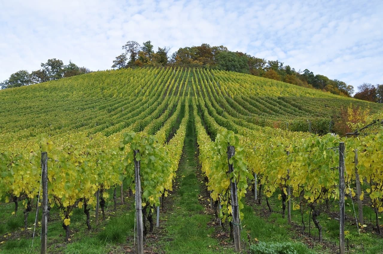 Sunlit vineyard hill vista ideal for Italian countryside hikes