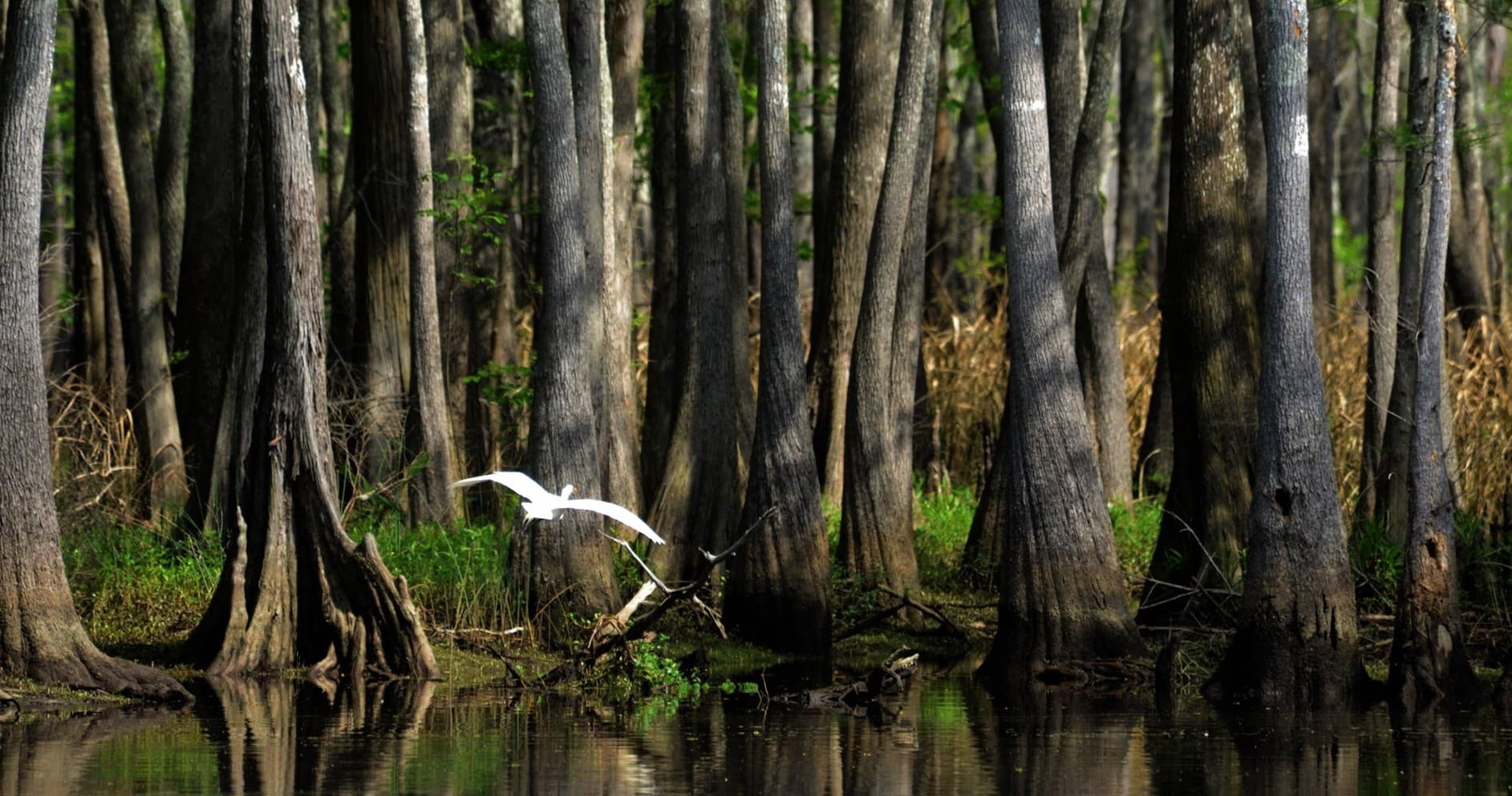 Water Activities & Ivory Bill Private Charters in Big Thicket