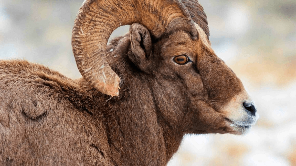 Wildlife Safari at Jackson Hole Wildlife Safaris in Teton Village