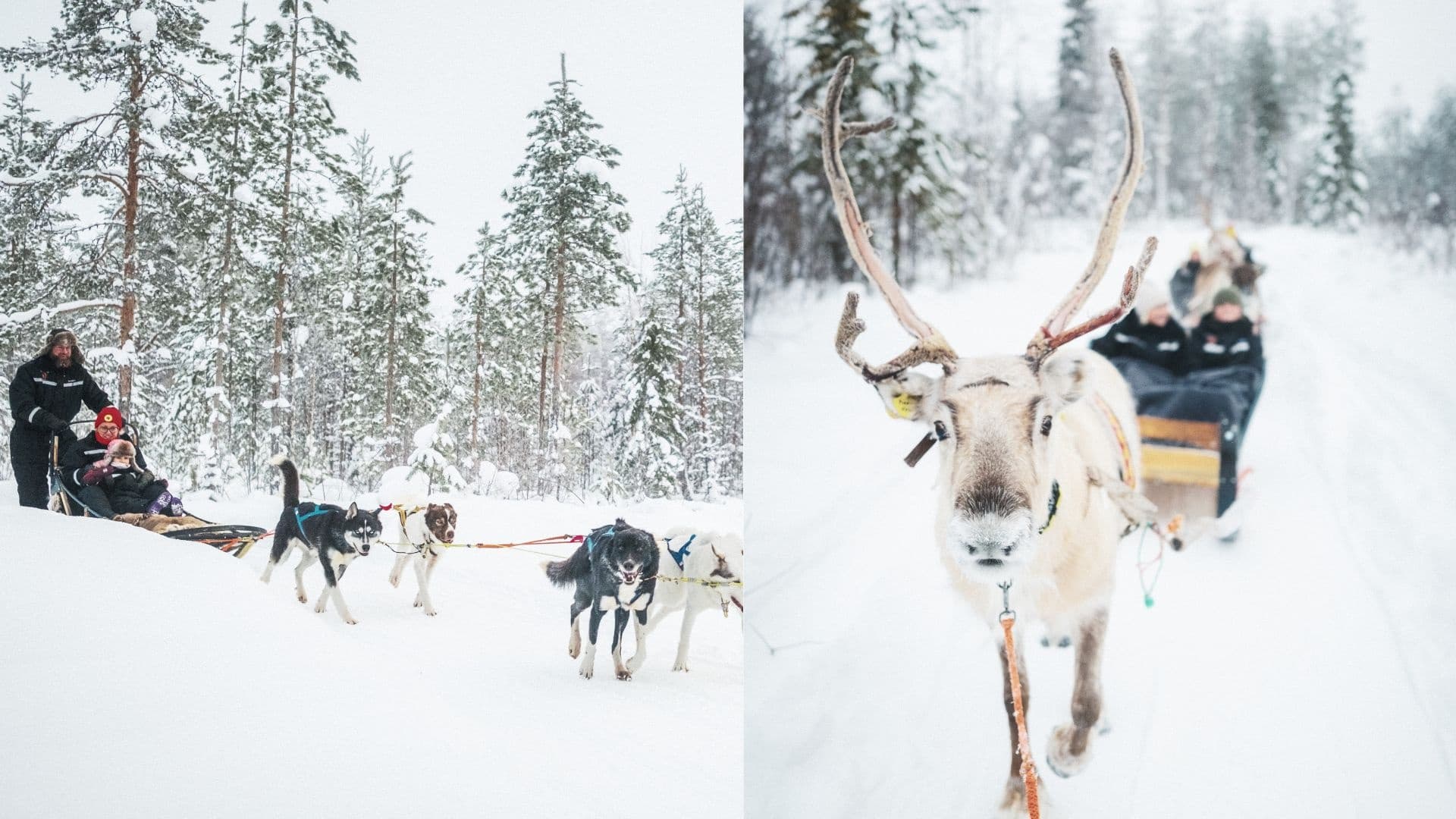Husky and Reindeer Combo Ride — 3-Hour Arctic Sled Adventure in Rovaniemi