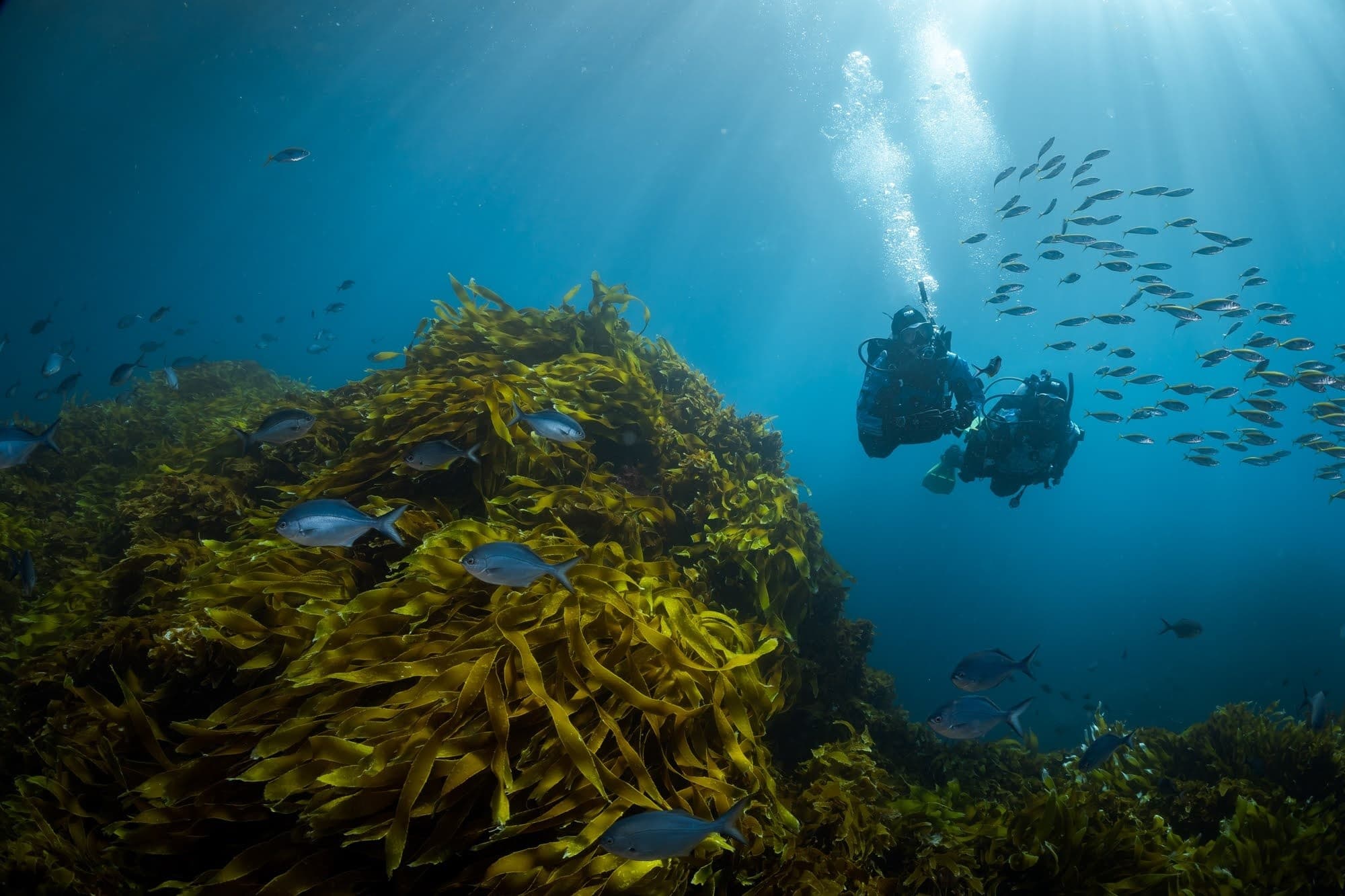 First Breath at Poor Knights: Discover Scuba Dive from Tutukaka photo 4