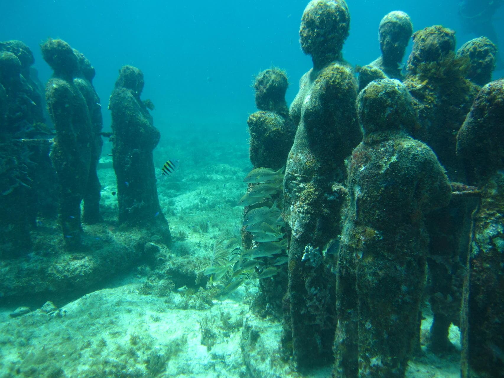 Scuba Diving & Reef Excursion with Aquanauts Dive Adventures at MUSA